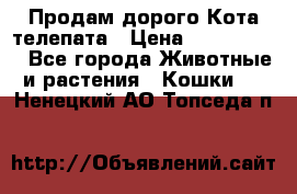  Продам дорого Кота-телепата › Цена ­ 4 500 000 - Все города Животные и растения » Кошки   . Ненецкий АО,Топседа п.